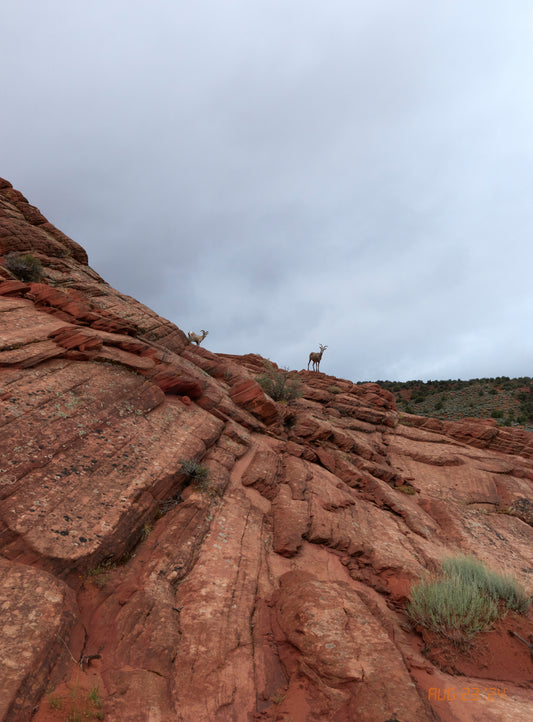 Photo print Desert Big Horn Aug 23 2024