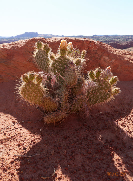 Photo print Cactus May 13 2024