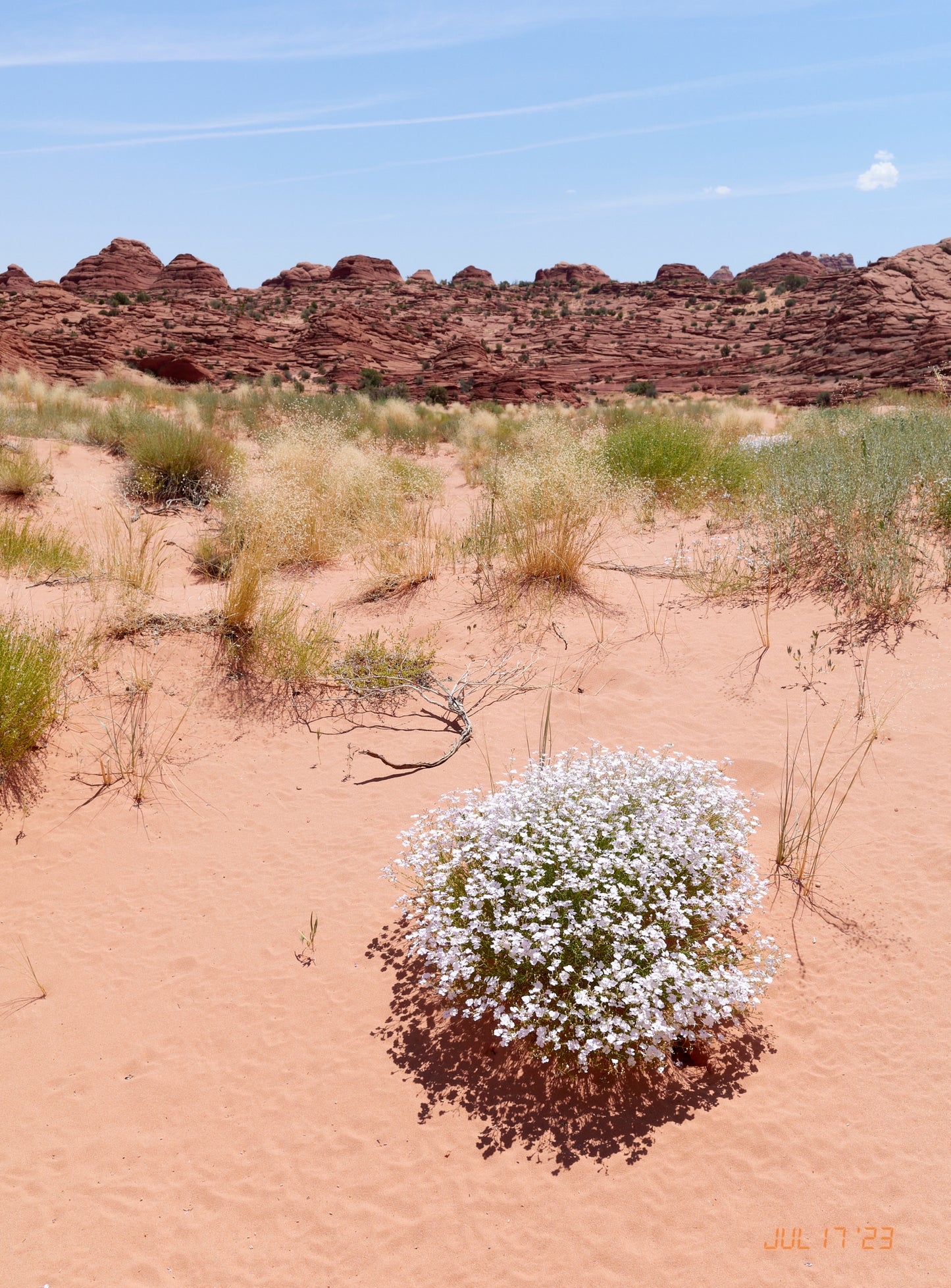 Photo print Desert Bloom Jul 17 2023