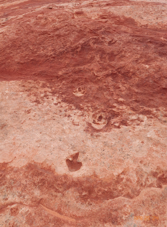 Photo print Dinosaur tracks Apr 25 2024